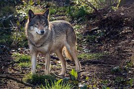 Wolf in donker bos von Fokko Erhart