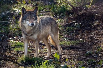 Wolf in donker bos by Fokko Erhart