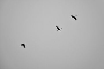 Kraanvogels vliegen in de lucht van Martin Köbsch