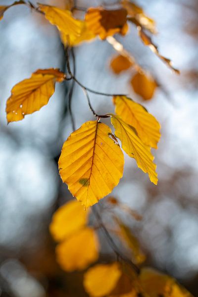 Feuilles de hêtre en automne - 1 par Danny Budts