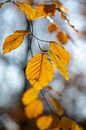 Feuilles de hêtre en automne - 1 par Danny Budts Aperçu