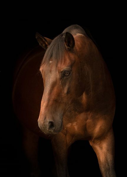 Blackphoto paard 2 van Jaimy Michelle Photography