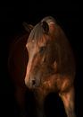 Blackphoto paard 2 van Jaimy Michelle Photography thumbnail