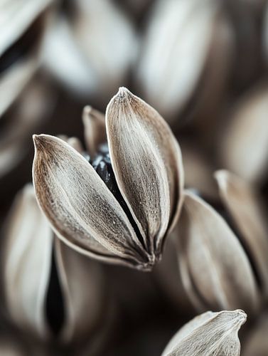 Dry Flower Detail No 14