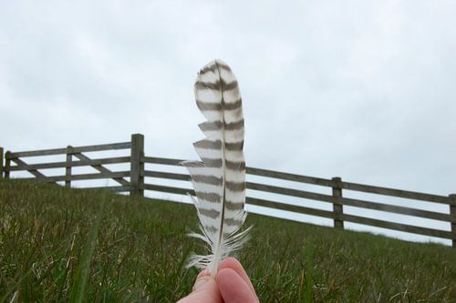 Fence and feather - Terschelling, the Netherlands