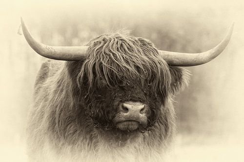 Schotse hooglander (antieke uitstraling)