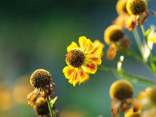 summer morning in a field of flowers