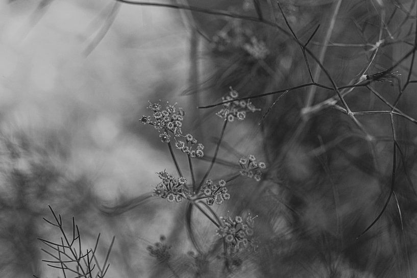 Black and White Art (Dill) by Crystal Clear
