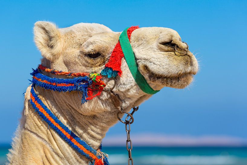 Portrait with head of camel with blue sky on background by Ben Schonewille