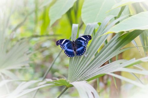 Blauwe tropische vlinder op groen blad van Sjoerd van Staveren