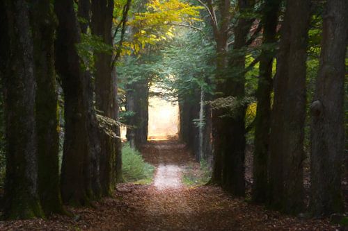 A forest path