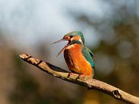 De schreeuw IJsvogel