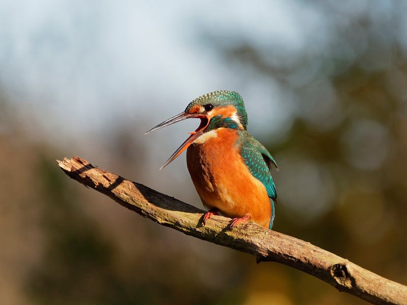 Der Schrei Eisvogel von Frits Schulte