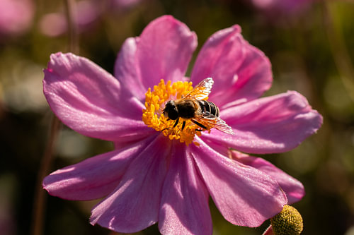 Bloem + bij