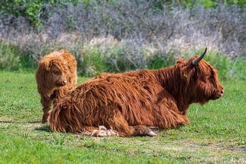 Schotse hooglanders als grote grazers in Nederland van Merijn Loch