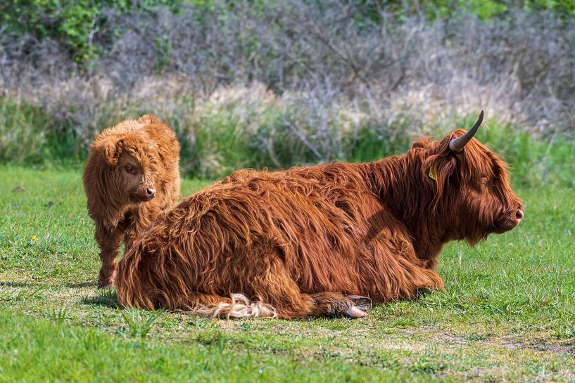 Scottish highlanders as large grazers in the Netherlands by Merijn Loch