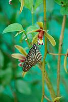 Butterfly in the green