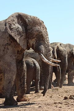 Olifant in Addo Elephant National Park van Robin Mulders