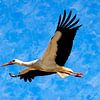 Cigogne en vol sur Andreas Müller