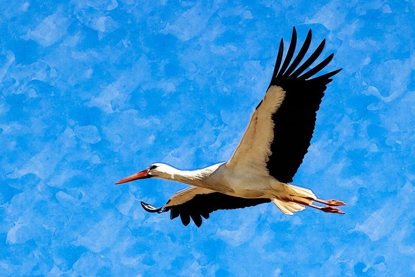 Stork in flight by Andreas Müller