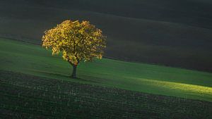 Belle lumière du coucher de soleil sur un arbre solitaire en Toscane.