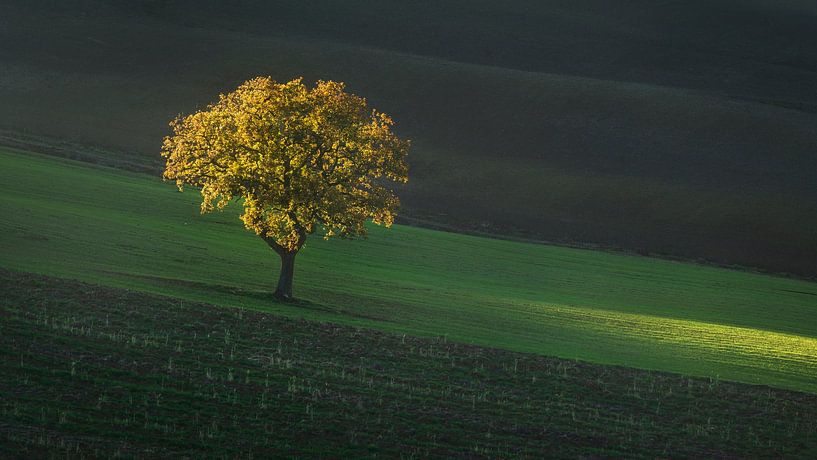 Schönes Sonnenuntergangslicht auf einem einsamen Baum in der Toskana. von Stefano Orazzini