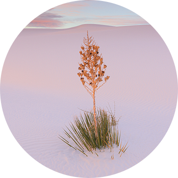 Soaptree Yucca in White Sands National Park van Henk Meijer Photography