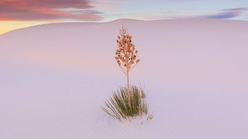 Soaptree Yucca im White Sands National Park