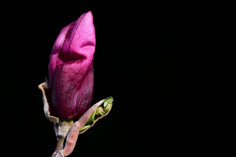Magnolia bud against black background by Ulrike Leone
