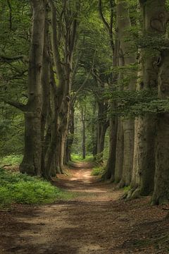 Waldweg im Sommer von Moetwil en van Dijk - Fotografie