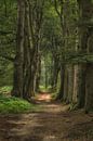 Forest path in summer by Moetwil en van Dijk - Fotografie thumbnail