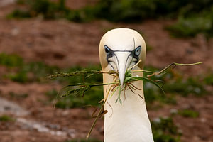 Northern Gannet Carrying Nesting Material in Beak