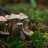 groep paddenstoelen in het bos tijdens de herfst op de veluwe van ChrisWillemsen