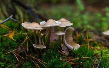 groep paddenstoelen in het bos tijdens de herfst op de veluwe