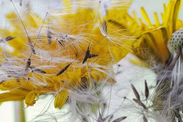 Paardebloem en Dandelion van Rolf Pötsch