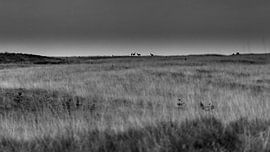 roe deer on the skin by scott van maurik