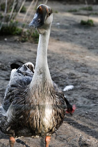 Goose / gans / canard von melissa demeunier