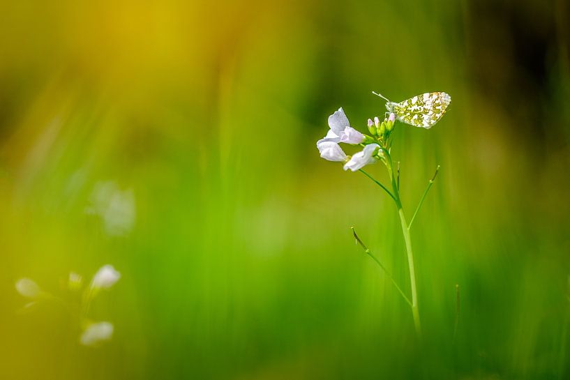 Orange tip tip by Francis Langenbick