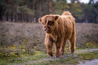 Schottische Highlander, Wezepsche Heide von S van Wezep Miniaturansicht