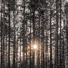 Zonsondergang in een Zweeds naaldbos met sneeuw van Merlijn Arina Photography