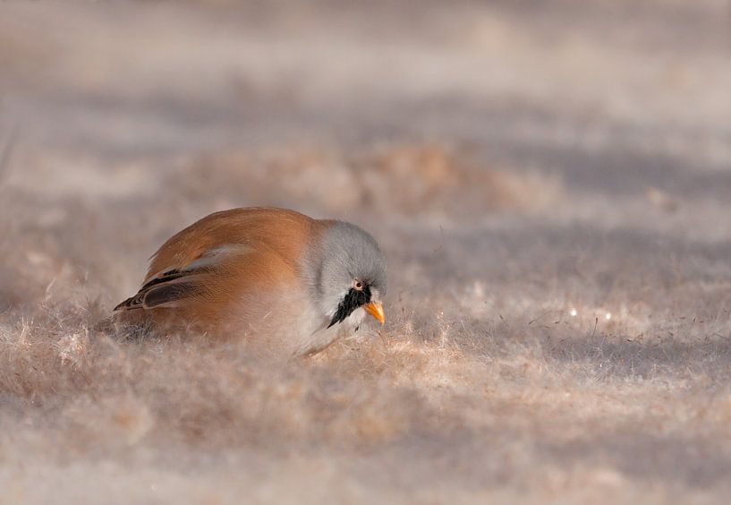 Scavenging for food by Marianne Wustenhoff