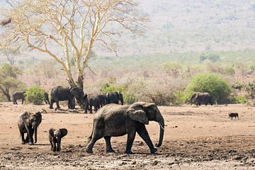 Éléphant d'Afrique, Loxodonta africana