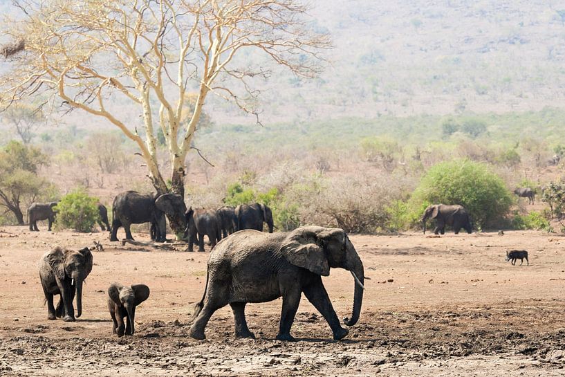 Éléphant d'Afrique, Loxodonta africana par Caroline Piek