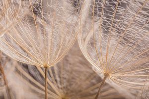 Natural fluff ball (close-up) by Marjolijn van den Berg