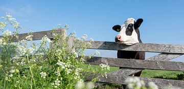 jong zwart bonte koe steekt kop boven hek uit in weiland met bloemen in de lente onder blauwe lucht van anton havelaar
