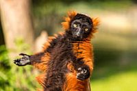 Een rode lemur in de dierentuin Artis in Amsterdam.