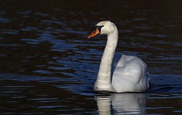 Knobbelzwaan in sprekend licht by Michel de Beer