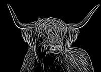 Scottish Highlander in black and white