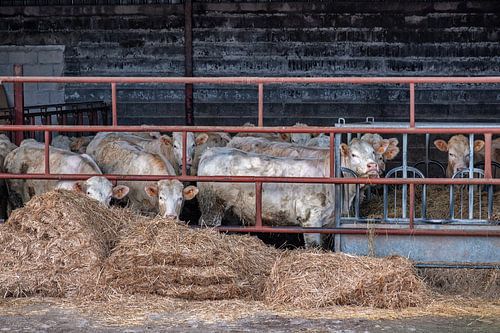 Vaches dans l'étable