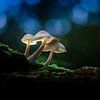 Magic Mushroom in Dark Forest van Rudolfo Dalamicio